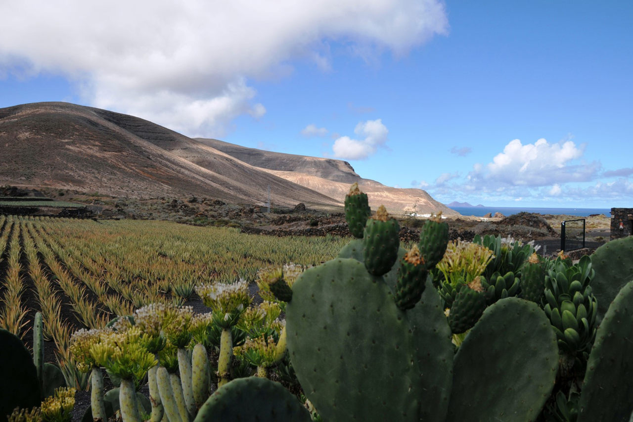 Aloes z wyspy Lanzarote