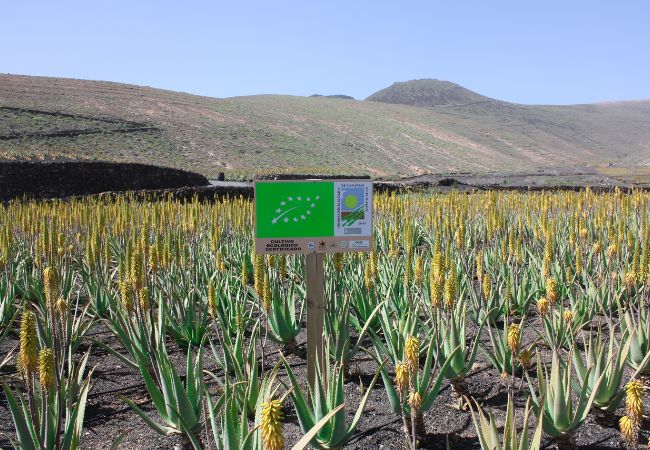 ekologiczne uprawy aloesu z Lanzarote