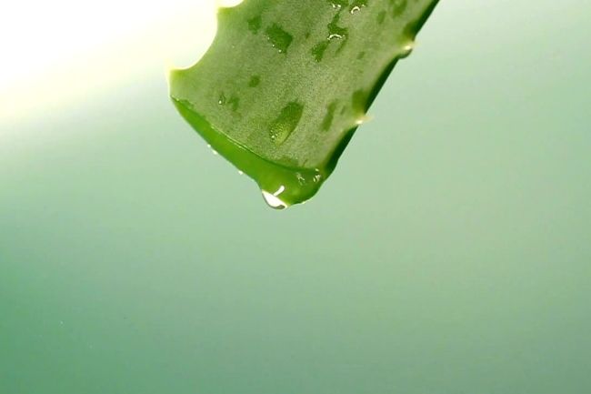 can you use aloe gel as lube Premium Organic Aloe-based Lubricant